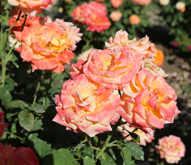 Reid Park Rose Garden